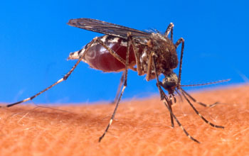 close up of a mosquito on skin
