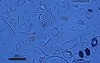 Microscope image of sediment laden with diatoms