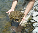 Photo of a rock from the bottom of Rapid Creek covered with mats of Didymo.