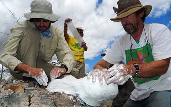 Scientists Ken Angielczyk, Roger Smith and Sebastien Steyer cast a skull of a dicynodont.