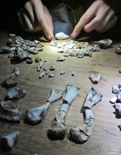 Fossilized remains on display on a table