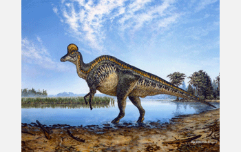 Reconstruction of the helmet-crested lambeosaur <em>Corythosaurus.</em>.