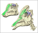 CT scan reconstructions of Corythosaurus; the nasal cavity is green, and the brain purple.