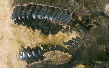 Close-up of a Camarasaurus skull, displaying its dentition with large spatulate teeth.