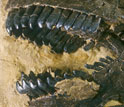 Close-up of a Camarasaurus skull, displaying its dentition with large spatulate teeth.