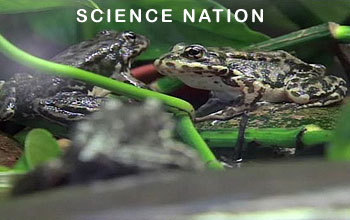 Photo of two frogs close up and the words Science Nation