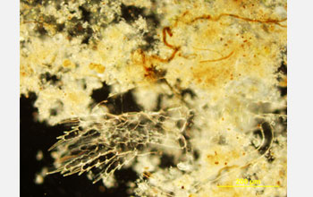 Photo showing a pathogen in marine snow.