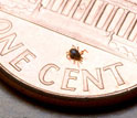Photo of a blacklegged tick on a one cent piece.