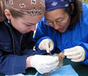 Photo of Michigan State researchers Sarah Hamer and Chris Neibuhr looking for ticks on a rabbit.