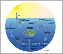 Illustration showing chemoattraction throughout the ocean's microbial food webs.