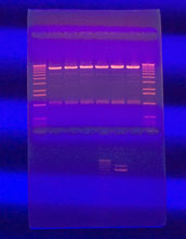 Image is result of DNA gel electrophoresis, a routine molecular biology technique