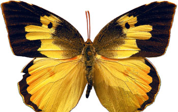 Male southern dogface (<em>Colias cesonia</em>) butterfly