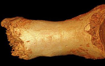 Photo of a toe bone from the Altai Mountains used to find segments of Neanderthal ancestry