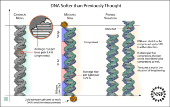 strands of DNA showing variation in compression of base pairs