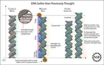 strands of DNA showing variation in compression of base pairs.