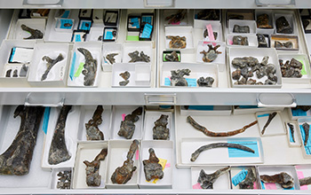 Drawers displaying the bones of juvenile dinosaur named <em>Iani smithi</em>