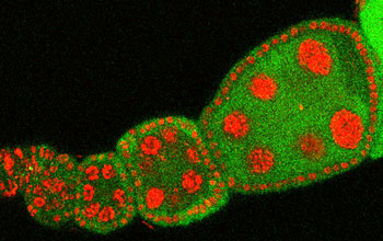 Drosophila (fly) egg chambers stained with a DNA dye (red)