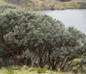 Photo of a woodland near Lake Titicaca.