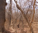 Photo of a dry forest during the pronounced dry season.