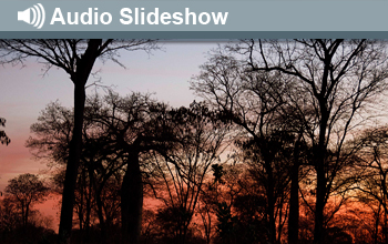Photo of silhouette forest and the words Audio Slideshow.