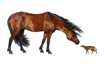 An artist's reconstruction of Sifrhippus compared with a modern horse.