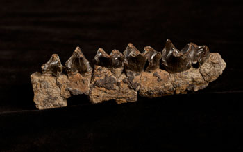 Photo showing teeth and jawbone of Sifrhippus.