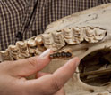 the jawbone of an early horse compared with the skull of the modern horse.