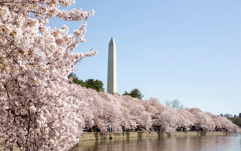 Photo of cherry blossoms along the Tidal Basin with the Washington Monument in the background.
