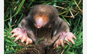 The eastern American mole (<em>Scalopus aquaticus Linnacus</em>)