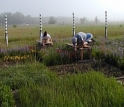 Scientists research climate change effects on prairie plants at the Cedar Creek, Minn., LTER site.