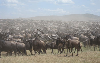 Photo of zebra and wildebeest in the Serengeti.