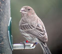 Photo of a house finch sitting on a bird feeder.