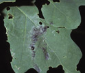 Photo showing insects melted onto foliage by the gypsy-moth virus.