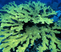 Photo of elkhorn coral.