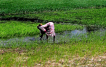 Photo of person and water and field