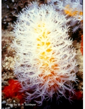 Soft-bodied coral species<em>Eleutherobia</em>