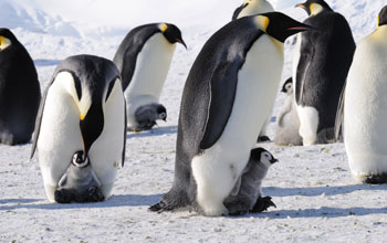 Photo of emperor penguins with their young.