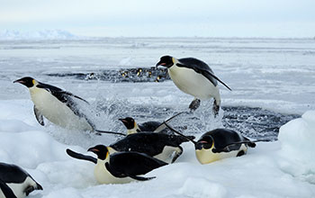 Emperor penguins leap from the water