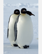 A line of emperor penguins, Antarctica