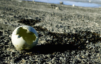 Shell of recently devoured penguin egg, a sign of the shrinking Adelie penguin colony at Cape Royds