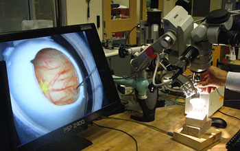 a robotic tool being developed to assist with eye surgery.