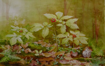 Painting of the herb American ginseng