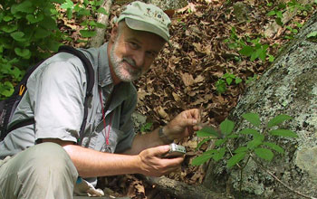 Scientist James McGraw next to American ginseng in the wild