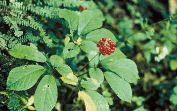 Close-up photo of American ginseng plant with red berries
