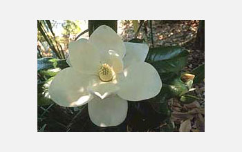 Photo of a magnolia blossom.