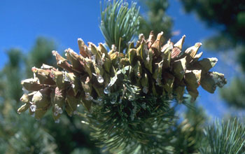Photo of pine cones.