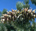 Photo of pine cones.