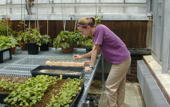 Photo of a researcher tending tree seedlings used in the experimental forest studies.