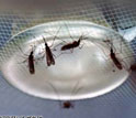 four mosquitoes on a metal dish covered with netting.