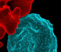 malaria parasites in blue infecting a human red blood cell.